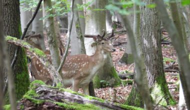 Damhirsch im Wald entdeckt