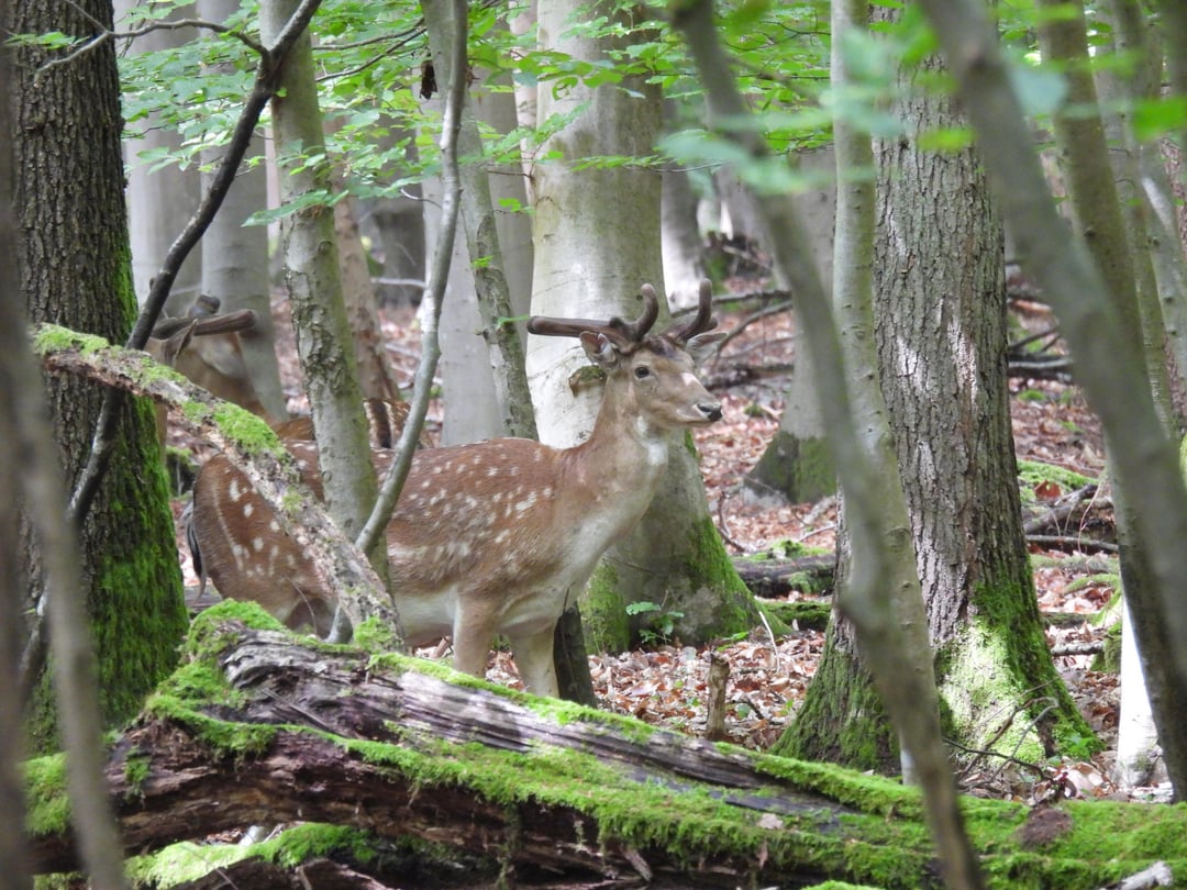 Damhirsch im Wald entdeckt