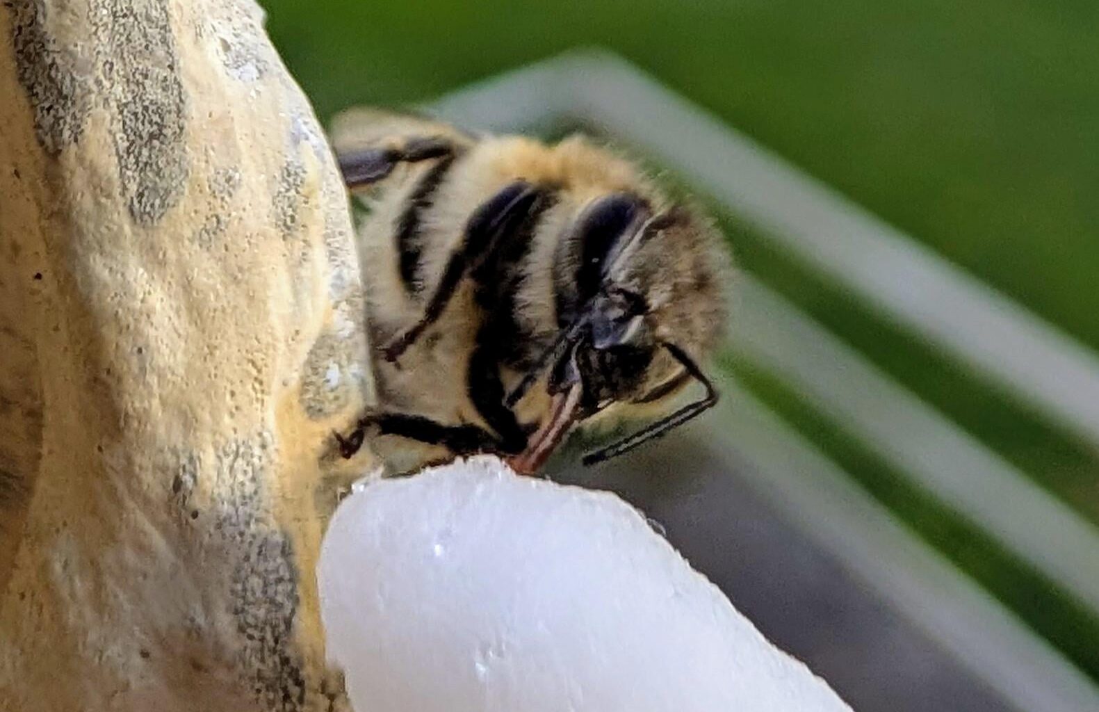 Biene gerettet?