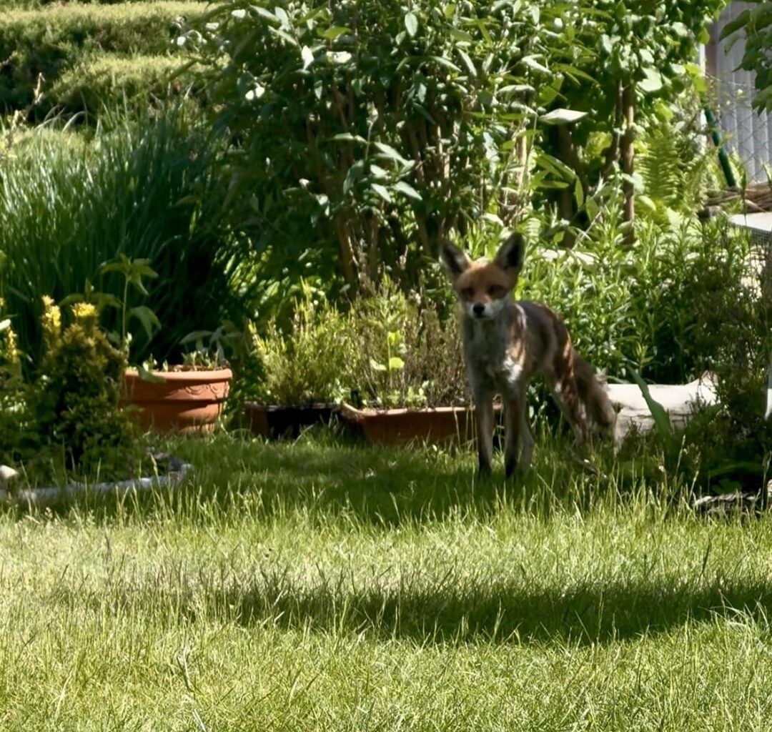 (Kränkliches?) Stadtfuchs Mädchen häufiger im Kleingarten zu Besuch.