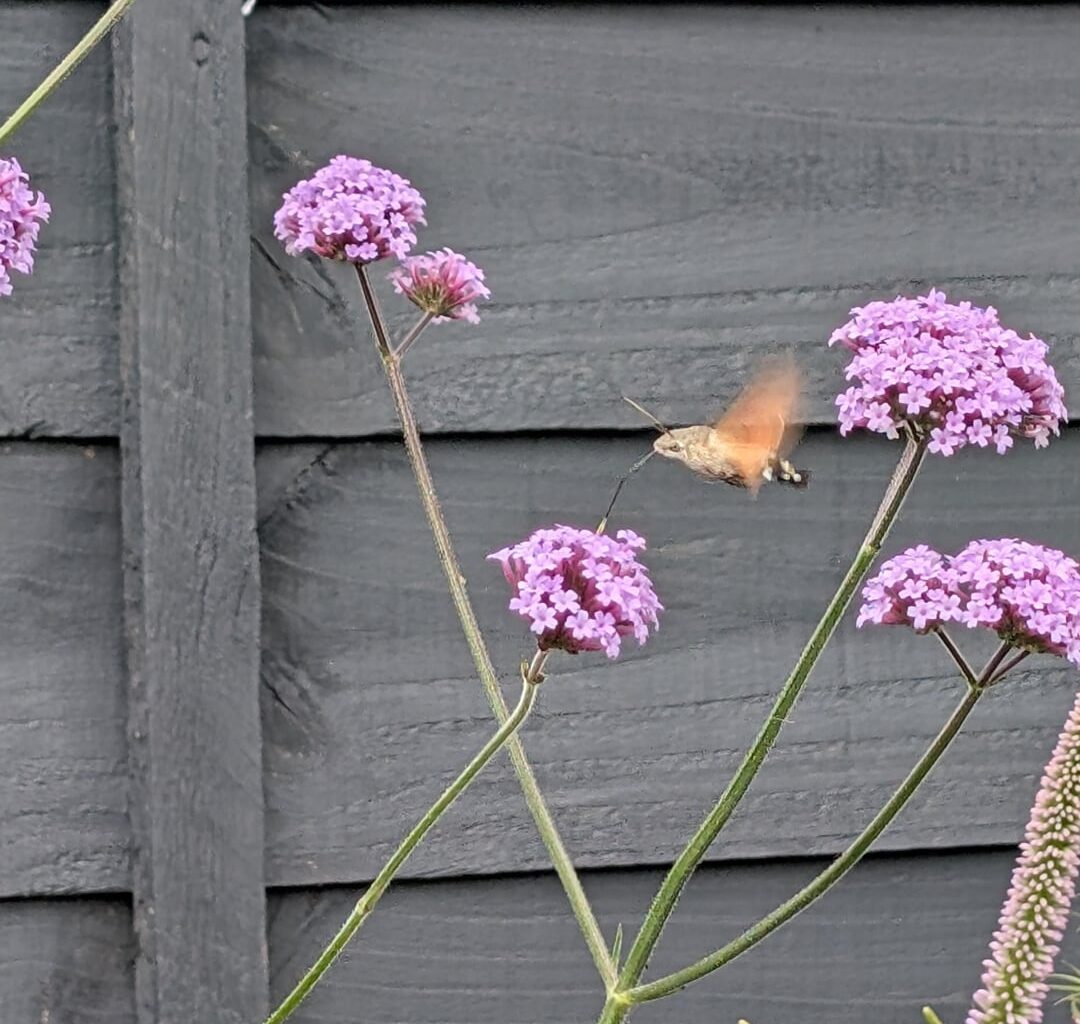 Just out in the garden and saw this. What on earth?!