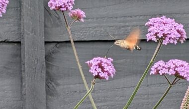 Just out in the garden and saw this. What on earth?!