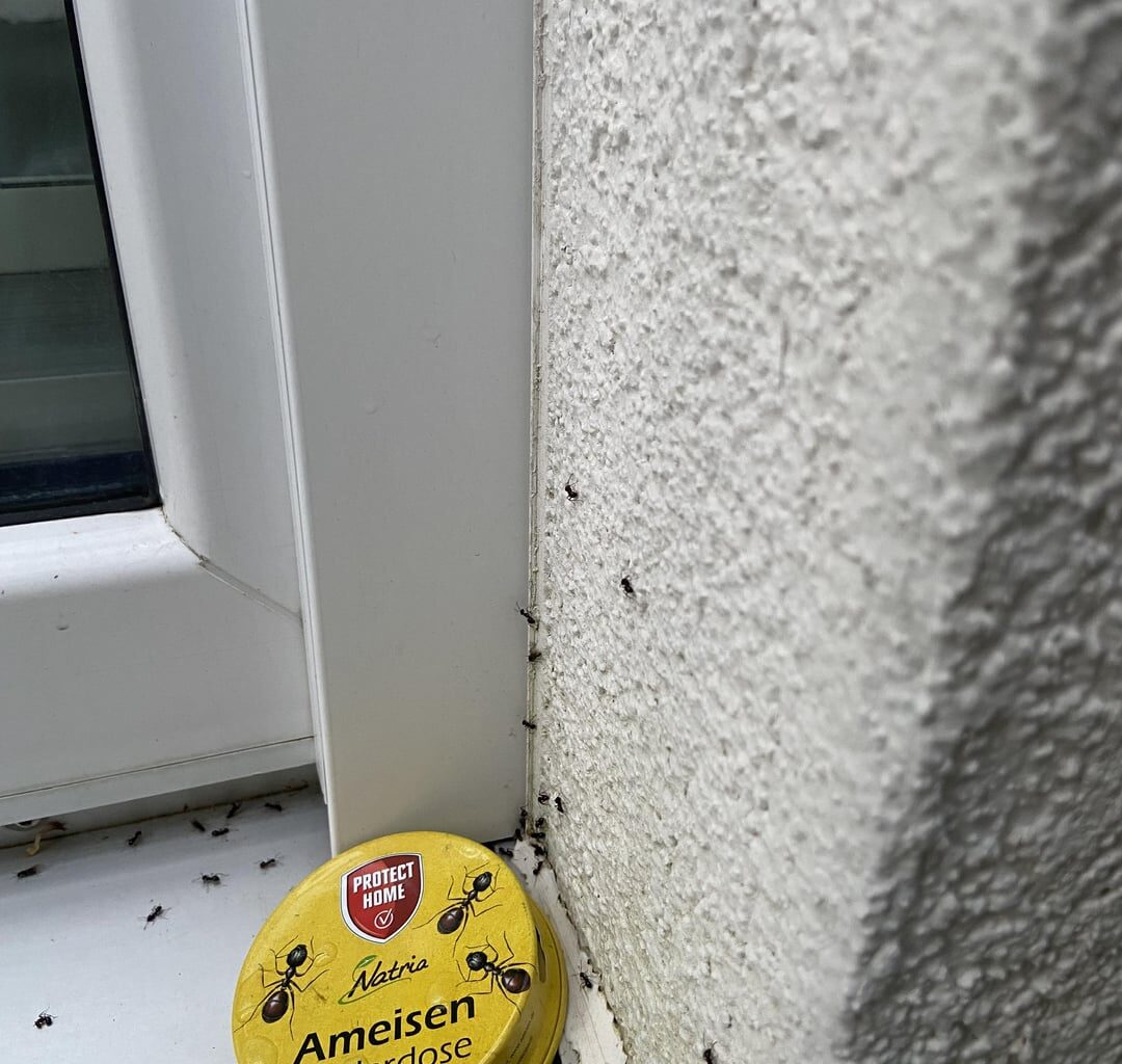 Ameisen bevölkern Fassade - Köderdosen wirkungslos