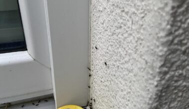 Ameisen bevölkern Fassade - Köderdosen wirkungslos