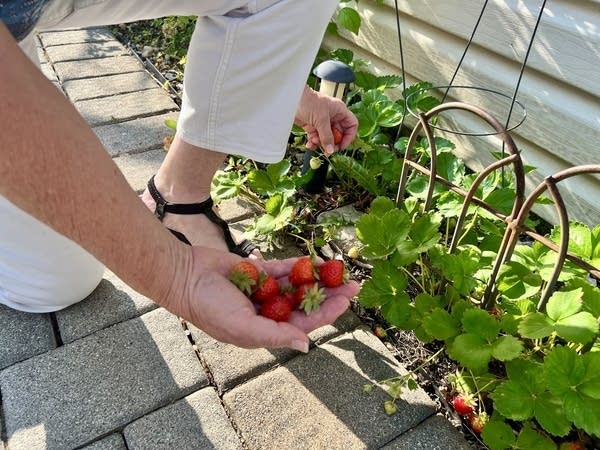 Katherine grows berries in her backyard