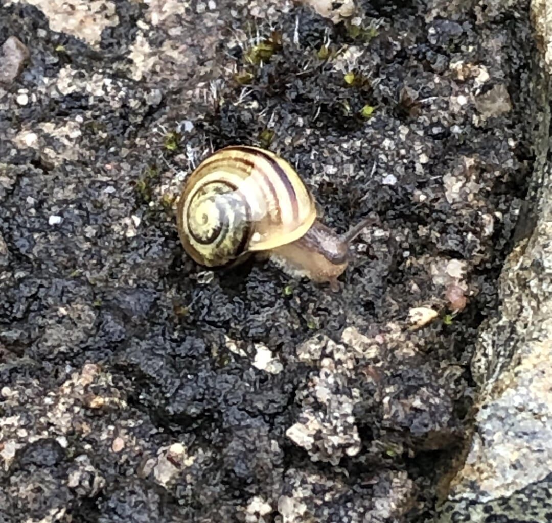 Kleine Schnecke