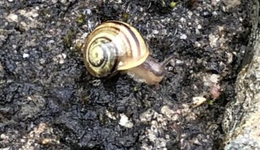 Kleine Schnecke