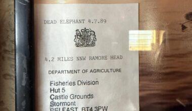 Dead elephant in the sea 1989