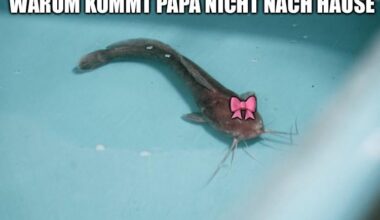 ich_iel
