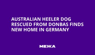 Australian Heeler Dog Rescued from Donbas Finds New Home in Germany