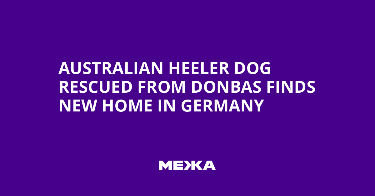 Australian Heeler Dog Rescued from Donbas Finds New Home in Germany