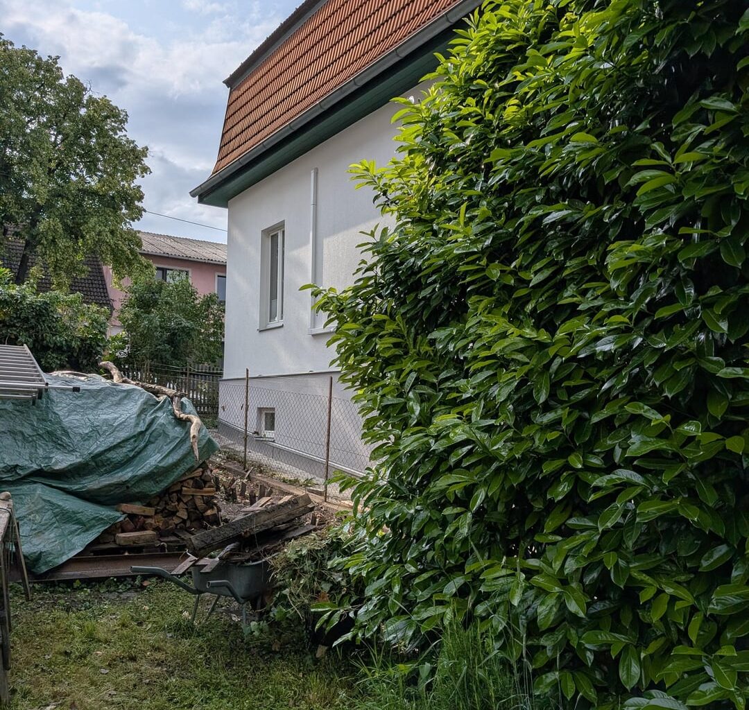 kirschlorbeer stümpfe entfernen