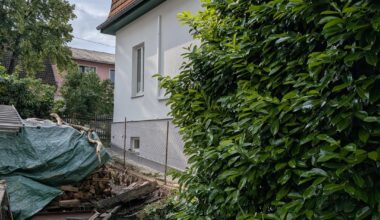 kirschlorbeer stümpfe entfernen