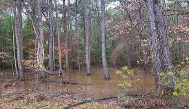 Arkansas Advocate: Arkansas oil and gas regulators moving to stem leak from century-old Ouachita County oil well | Ouachita County