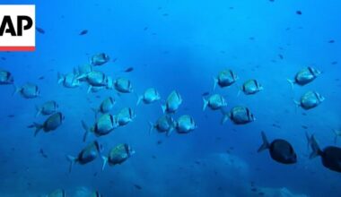 What to know about the UN Ocean Conference in France | World