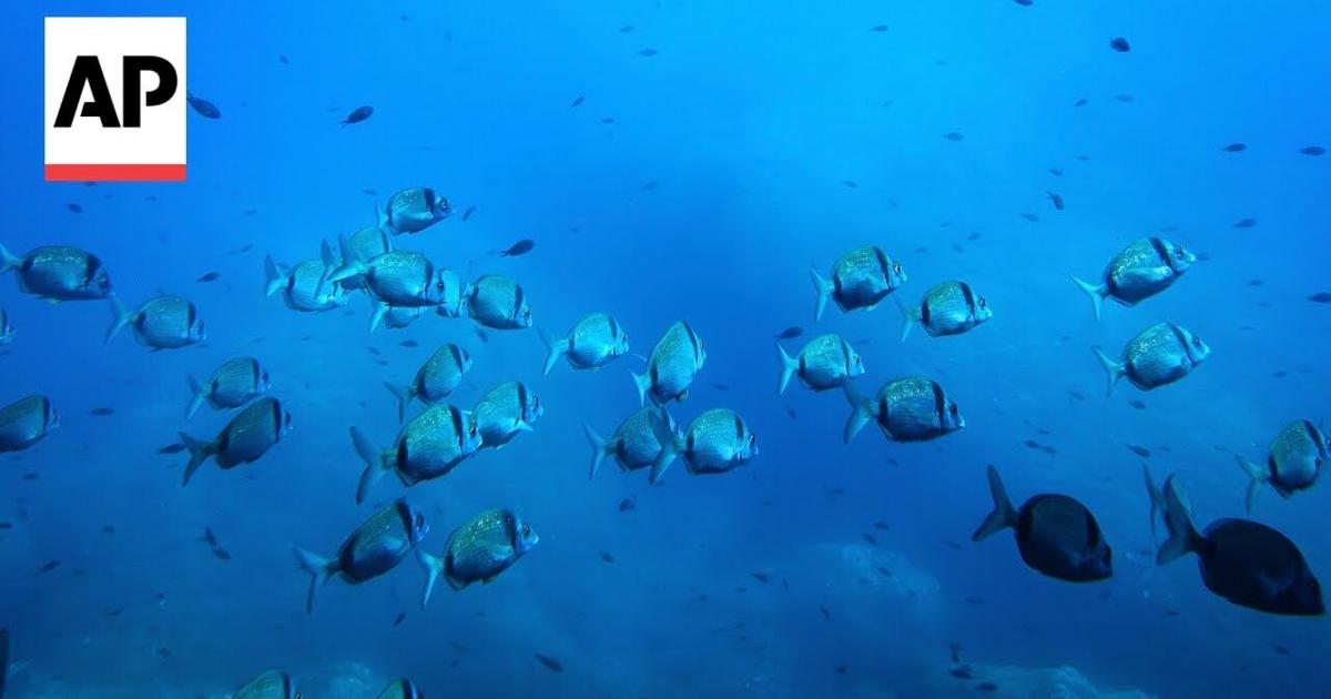 What to know about the UN Ocean Conference in France | World