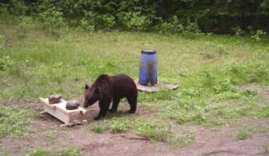 A wild bear enters Lithuania's capital. Hunters refuse a government request to shoot the animal | National News