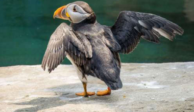 From Iceland to Ice Lollies: Puffins Beat the Heat at the Cornish Seal Sanctuary