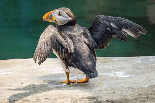 From Iceland to Ice Lollies: Puffins Beat the Heat at the Cornish Seal Sanctuary