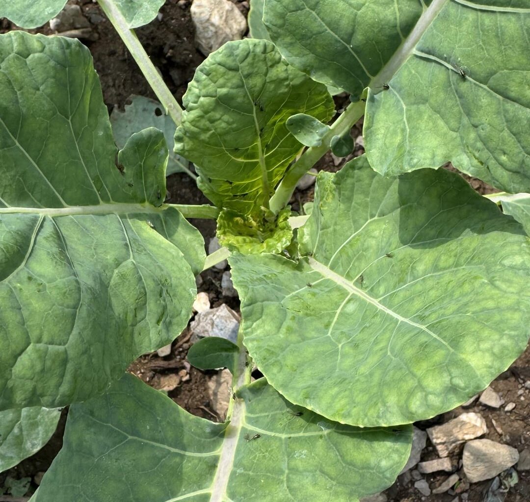 Was sind das für Insekten/Schädlinge auf dem Rosenkohl?