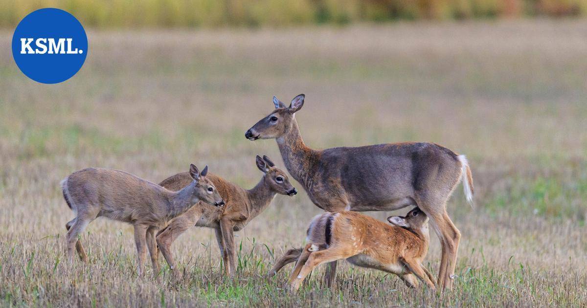 Peura kuoli kolarissa Viitasaarella | Keski-Suomi