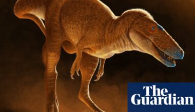 Fossils found in 1970s are most recent ancestor of tyrannosaurs, scientists say | Dinosaurs