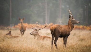 Likumdošanas jaunumi: grozot Medību likumu, mazinās staltbriežu populāciju