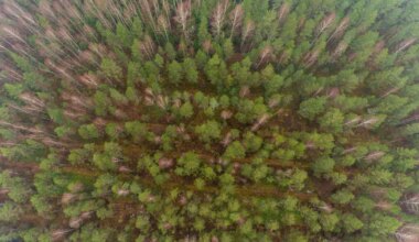 Euroopa survel valmib uus kaitsekava Eesti metsadele