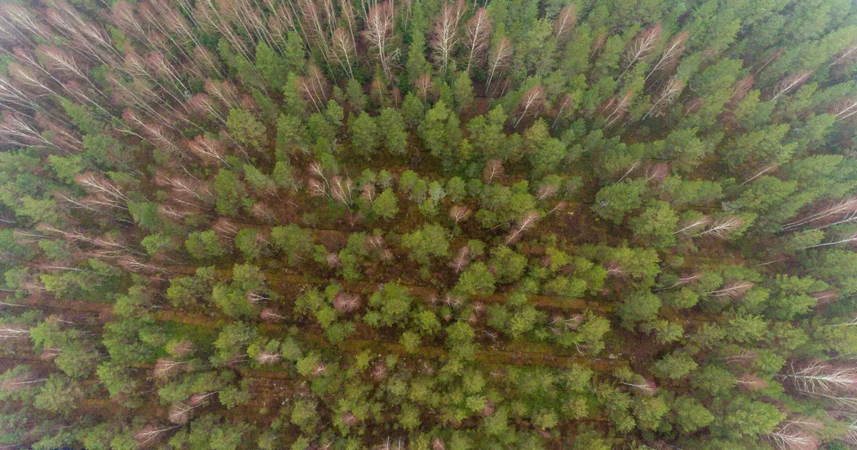 Euroopa survel valmib uus kaitsekava Eesti metsadele