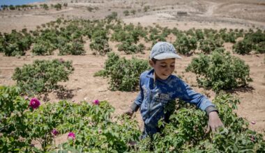 Climate change adds to Syria’a problems as Damask rose harvests fade – The Irish Times