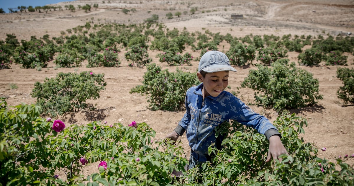 Climate change adds to Syria’a problems as Damask rose harvests fade – The Irish Times