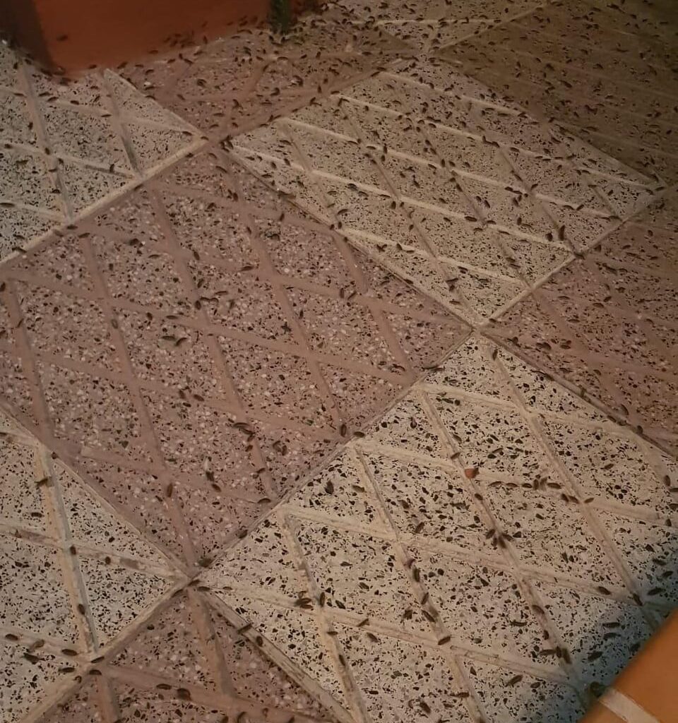 Ayudameee, cochinillas en todos lado