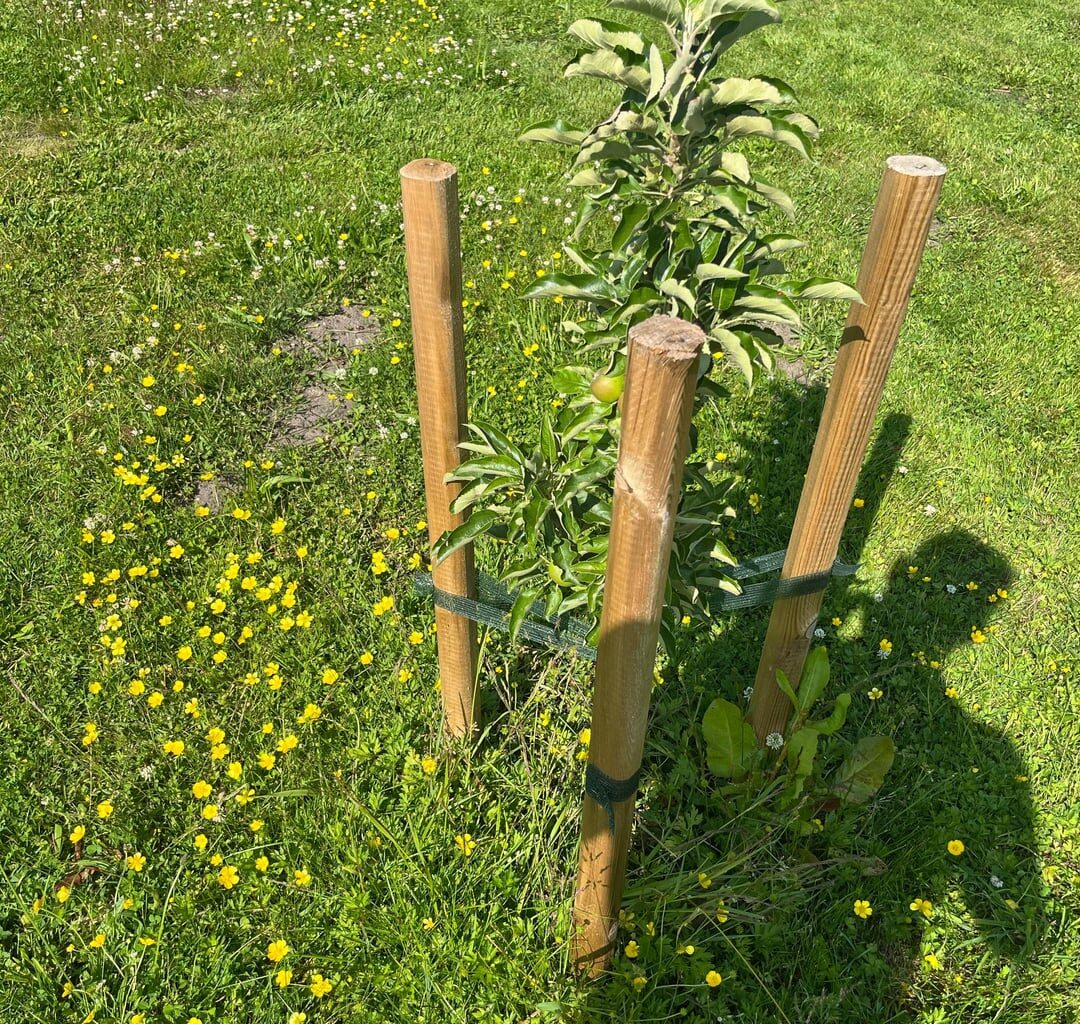 Was hat mein Apfelbaum?