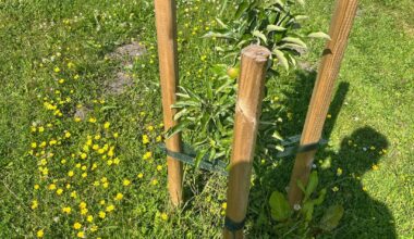 Was hat mein Apfelbaum?