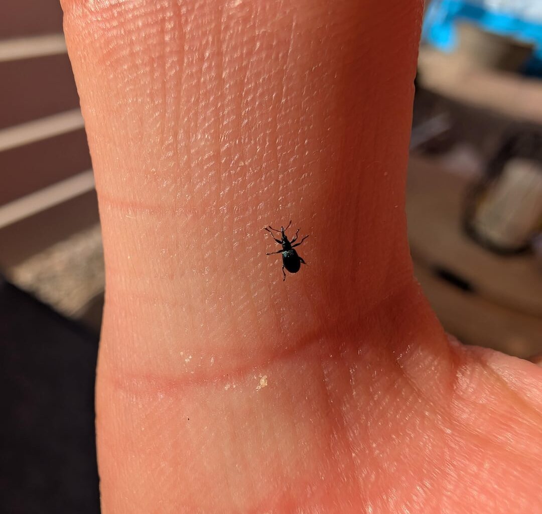 Kleiner Freund auf meiner Hand
