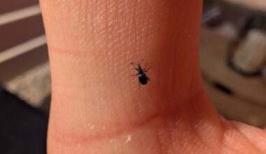 Kleiner Freund auf meiner Hand