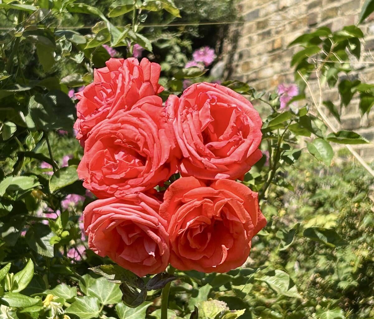 My mum got 5 Roses on one stalk. Top South London action.