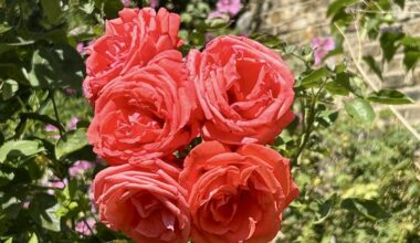 My mum got 5 Roses on one stalk. Top South London action.