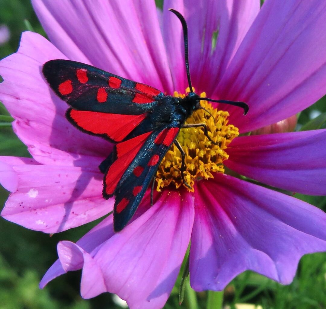 Der heutige Insektenbesuch in meinem Garten