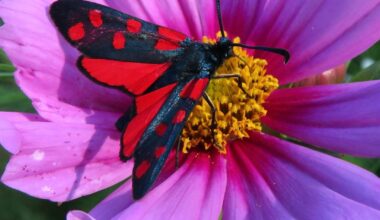 Der heutige Insektenbesuch in meinem Garten