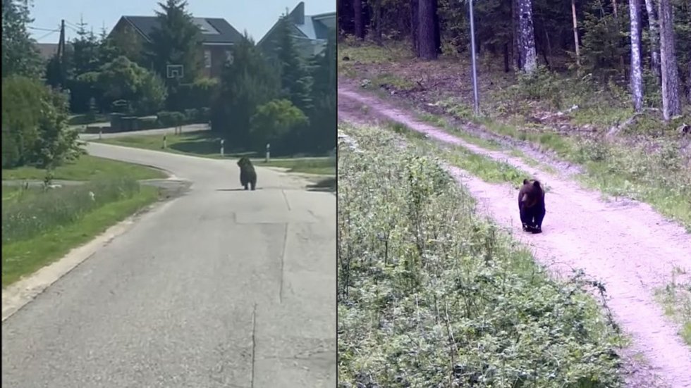 Meška pastebėta Vilniaus apylinkėse 