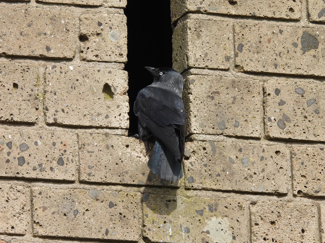 Auf der Mauer, auf der Lauer, sitzt 'ne kleine... Dohle?