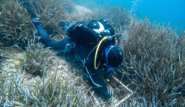 cover Croatia&#8217;s scientists seek to ward off threat to Posidonia seagrass