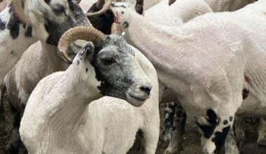 Shearing: Toa Henderson and Jack Fagan gear up for Lochearnhead Shears