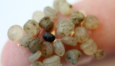 Everything you should know about microplastics