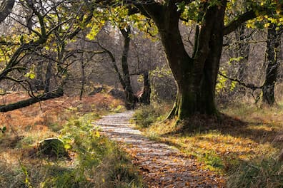 Der West Highland Way in Schottland verläuft vielerorts durch verwunschene Wälder.
