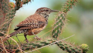 Birds Struggle to Escape Rising Temperatures, Study Reveals