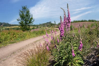 Der Bergische Weg wurde 2024 zum schönsten Wanderweg Deutschlands gekürt.