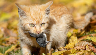 Bornavirus breitet sich in Deutschland aus: Was Katzenbesitzer jetzt wissen müssen