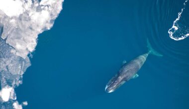Bowhead Whale Habitat Threatened By Climate Change